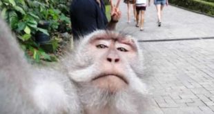 selfi-na-denot