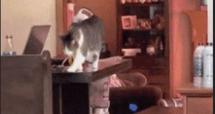 vicoteka.mk-gif
